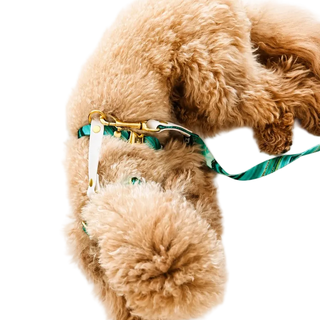 Set Pettorina ad H e Guinzaglio Giada per Cane | DIXY'S DixyStore