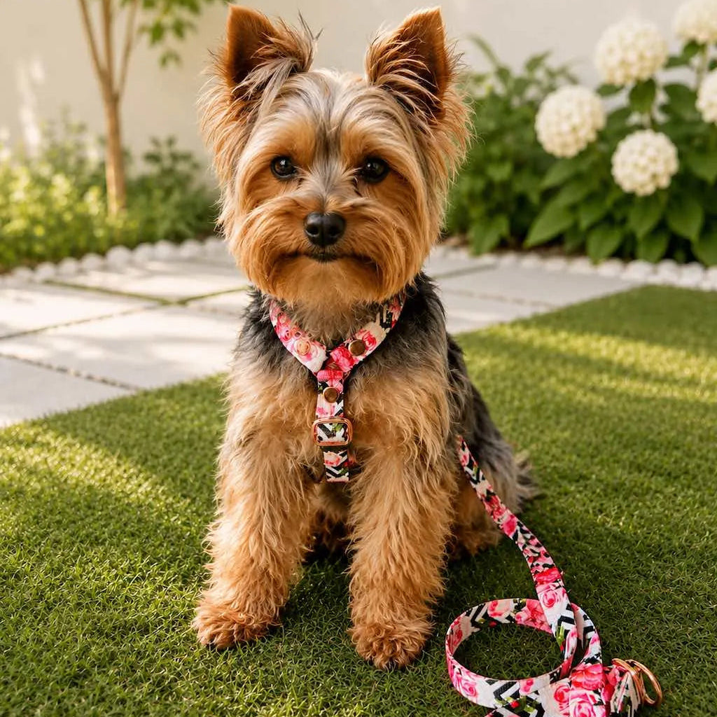 Set Pettorina ad H e Guinzaglio Rose per Cane | DIXY'S DixyStore
