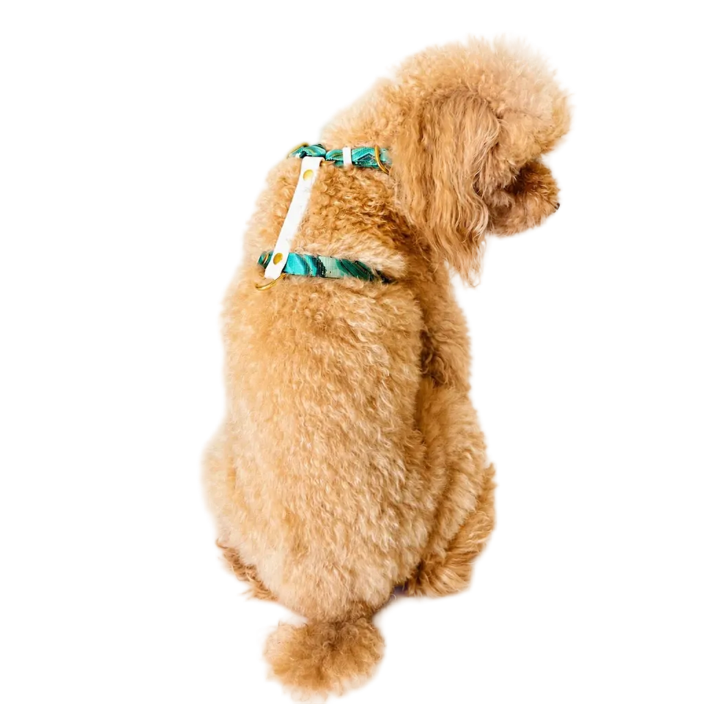 Set Pettorina ad H e Guinzaglio Giada per Cane | DIXY'S DixyStore