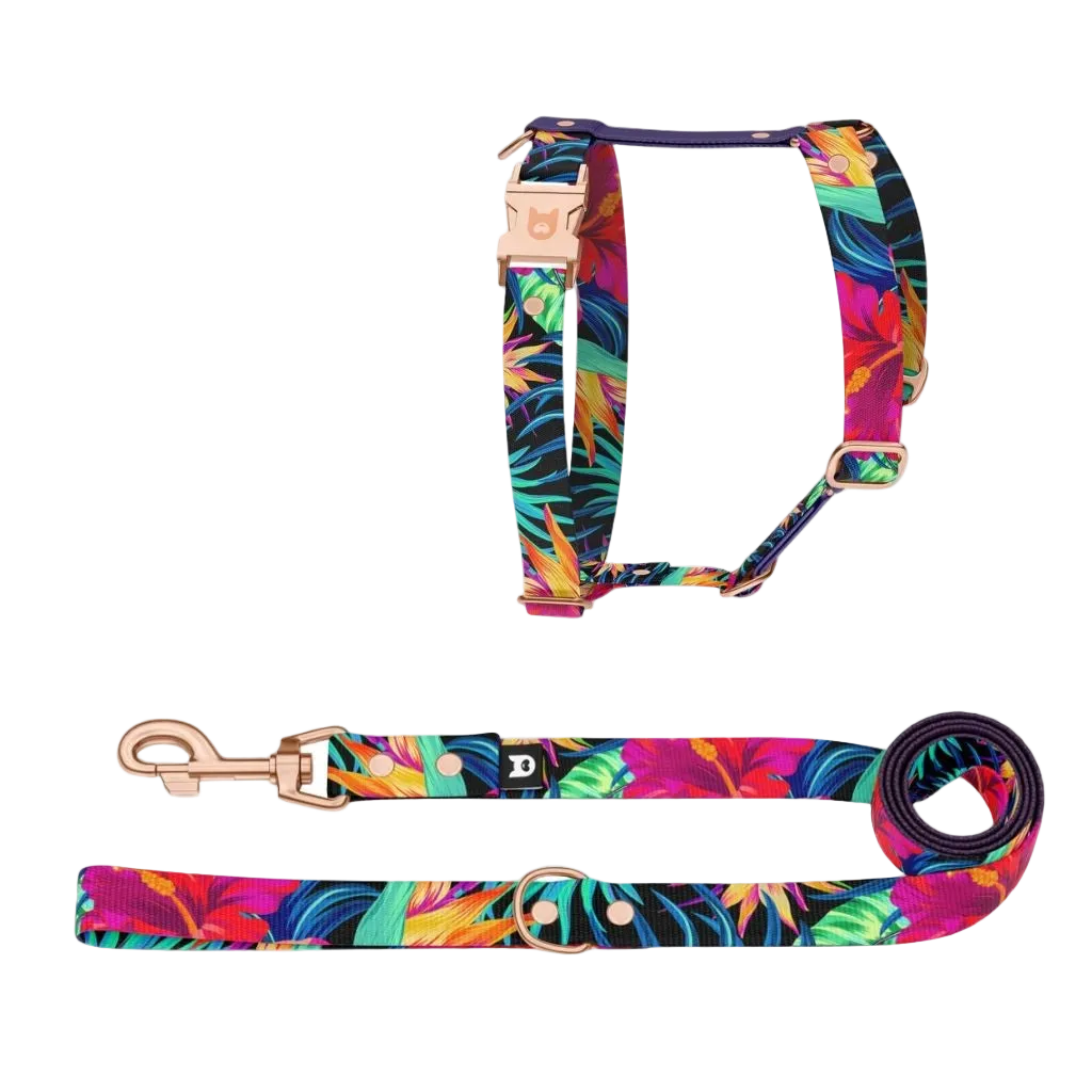 Set Pettorina ad H e Guinzaglio Garden per Cane | DIXY'S DixyStore