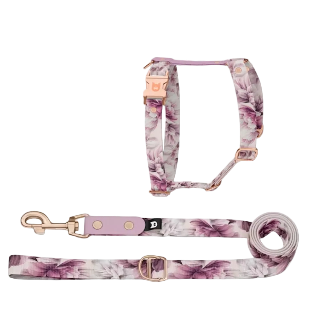 Set Pettorina ad H e Guinzaglio Spring per Cane | DIXY'S DixyStore