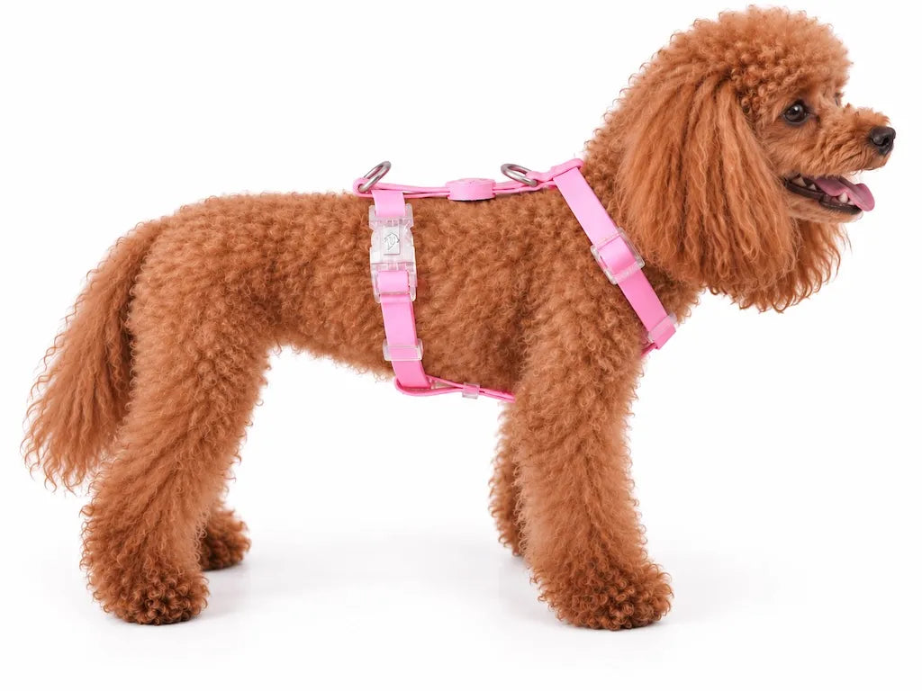Pettorina ad H per Cane in Biothane® Impermeabile e Regolabile | DIXY'S DixyStore