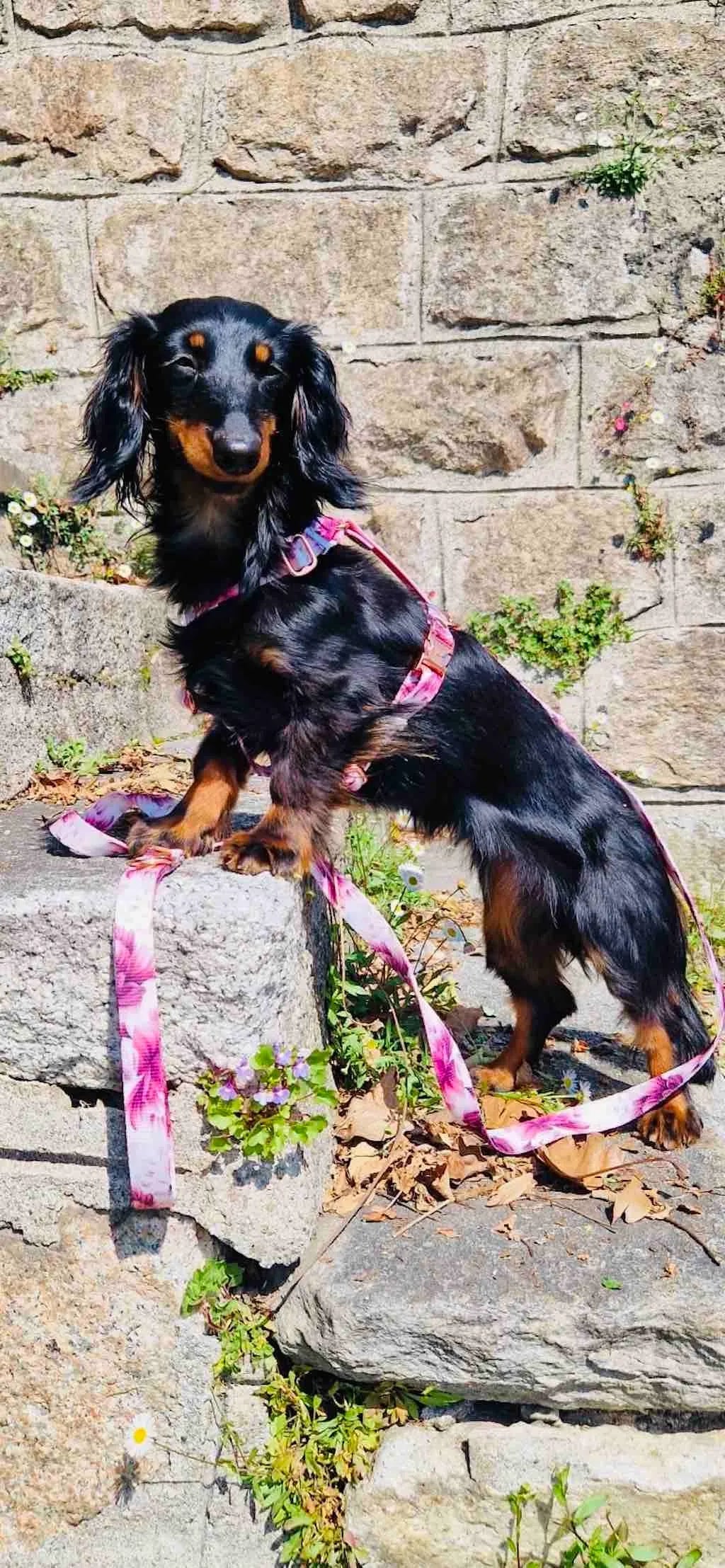 Set Pettorina ad H e Guinzaglio Spring per Cane | DIXY'S DixyStore