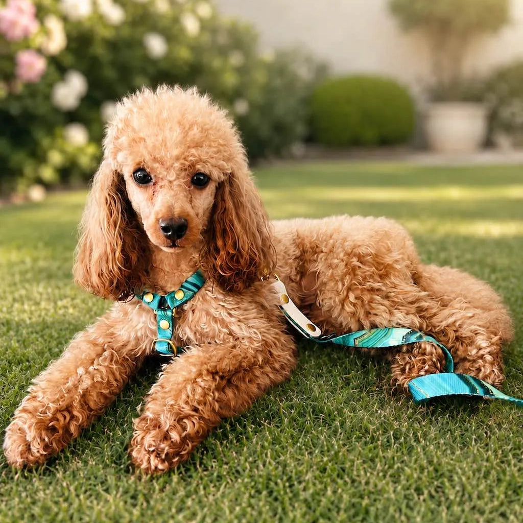 Set Pettorina ad H e Guinzaglio Giada per Cane | DIXY'S DixyStore