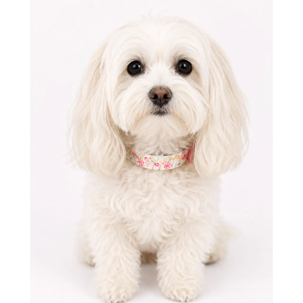 Set Collare e Guinzaglio Fiori Rosa per Cane in BioThane® Impermeabile e Regolabile | DIXY'S (Copia) DixyStore