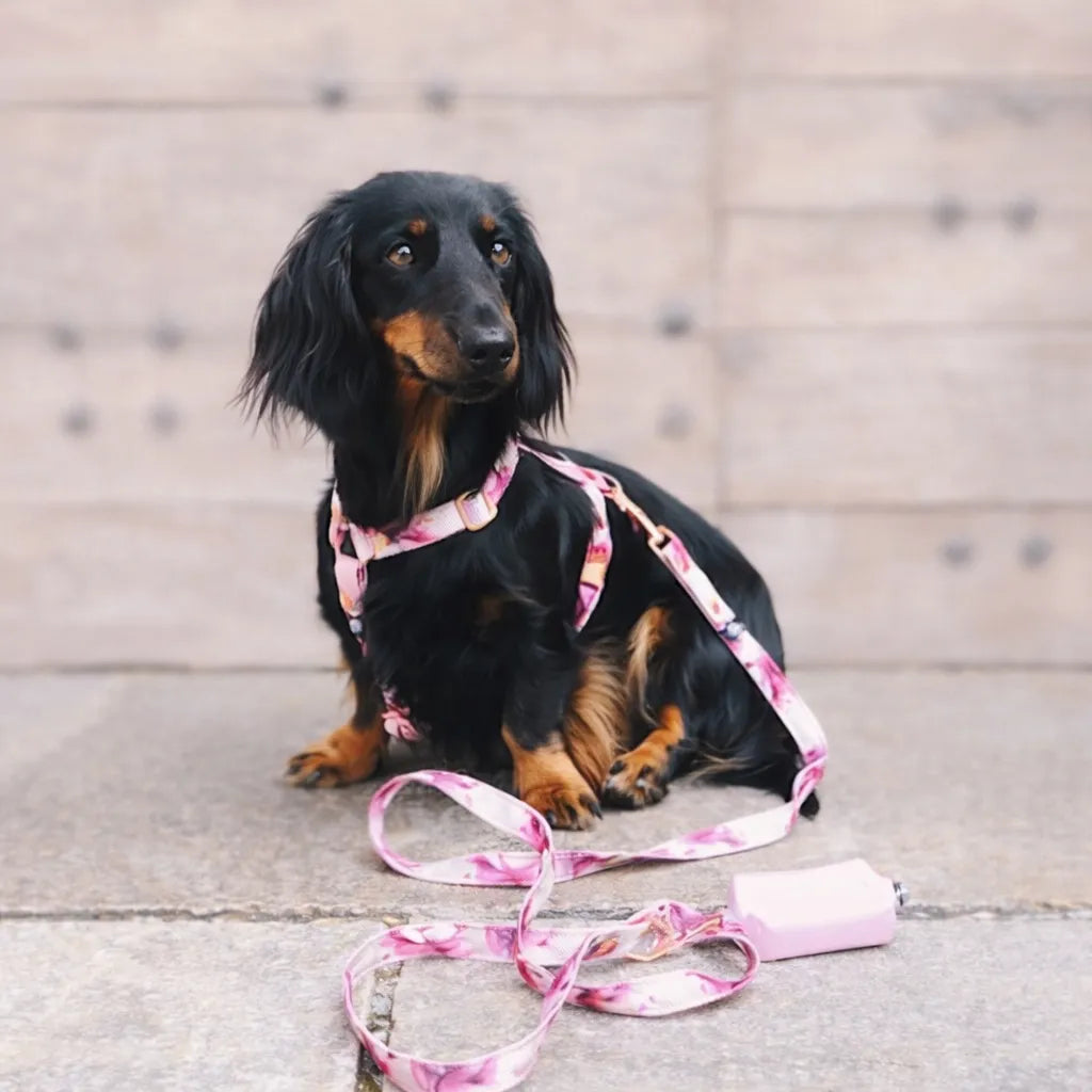 Set Pettorina ad H e Guinzaglio Spring per Cane | DIXY'S DixyStore