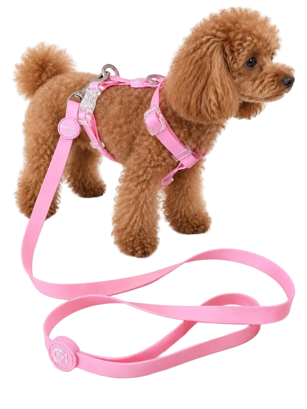 Set Pettorina ad H e Guinzaglio in Biothane® per Cane | DIXY'S DixyStore