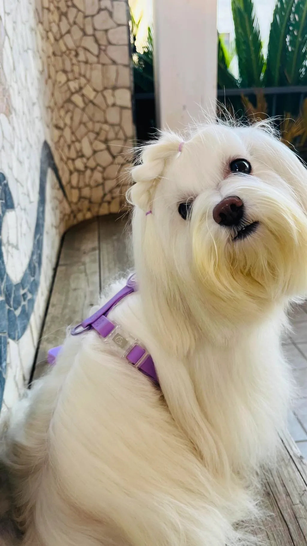 Set Pettorina ad H e Guinzaglio in Biothane® per Cane | DIXY'S DixyStore