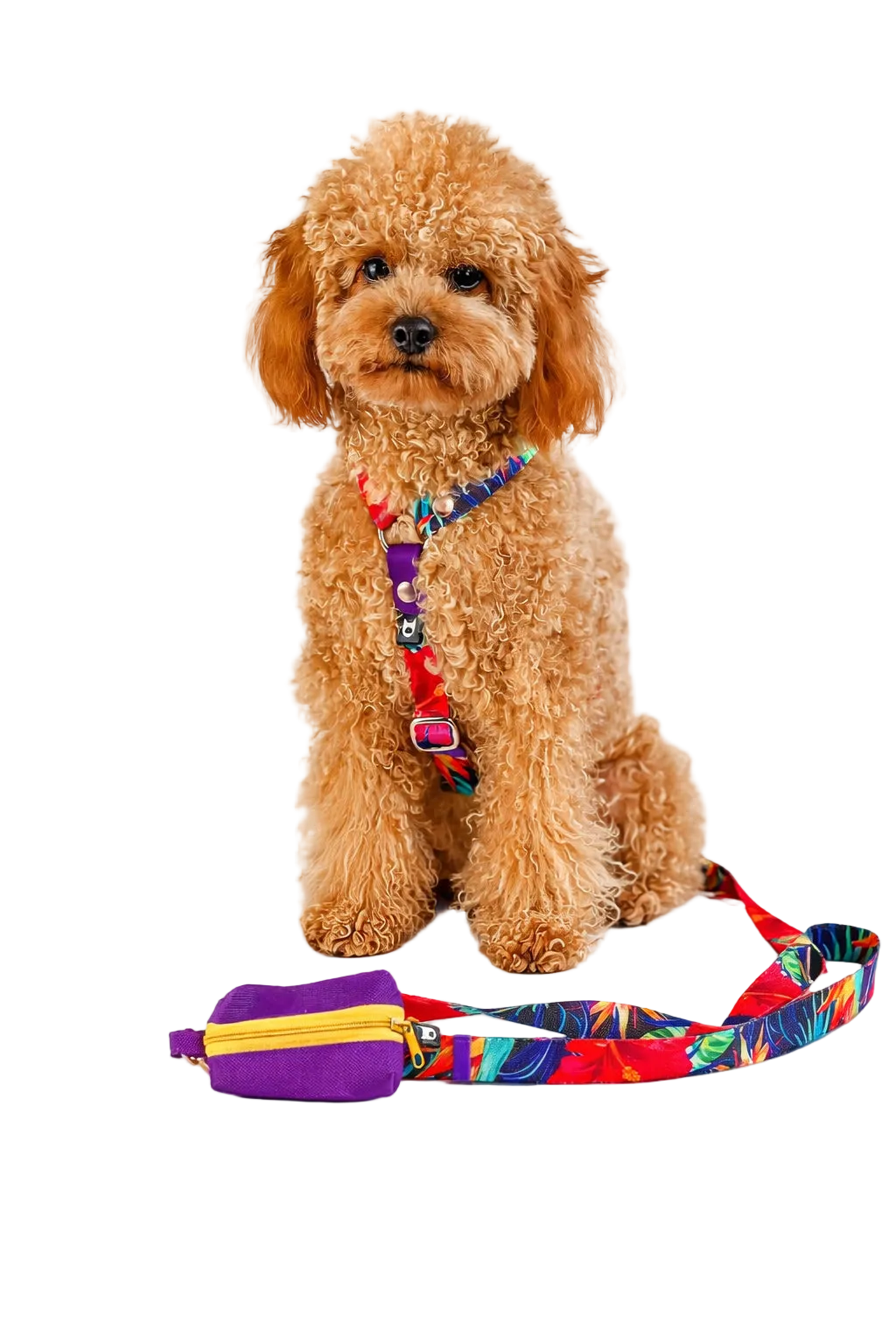 Set Pettorina ad H e Guinzaglio Garden per Cane | DIXY'S DixyStore
