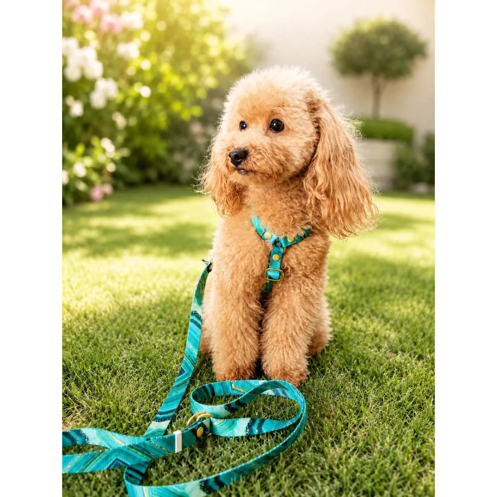 Set Pettorina ad H e Guinzaglio Giada per Cane | DIXY'S DixyStore