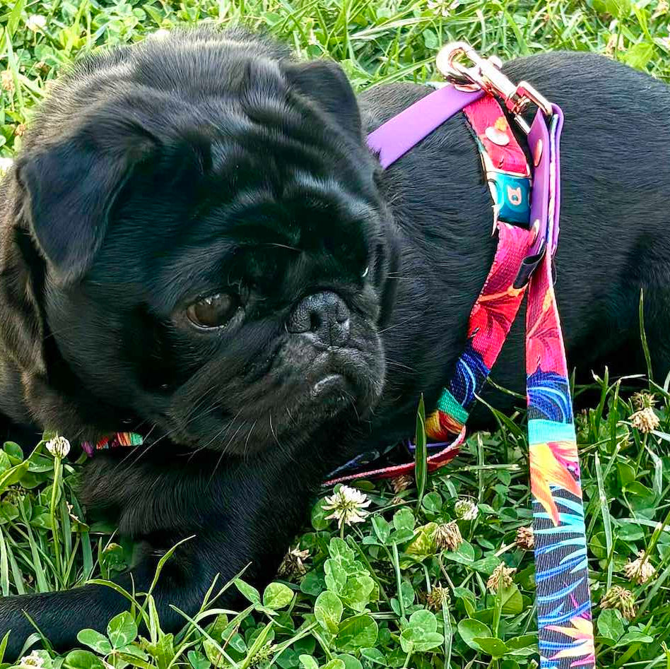 Set Pettorina ad H e Guinzaglio Garden per Cane | DIXY'S DixyStore