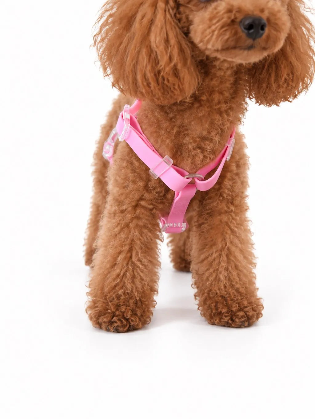 Pettorina ad H per Cane in Biothane® Impermeabile e Regolabile | DIXY'S DixyStore
