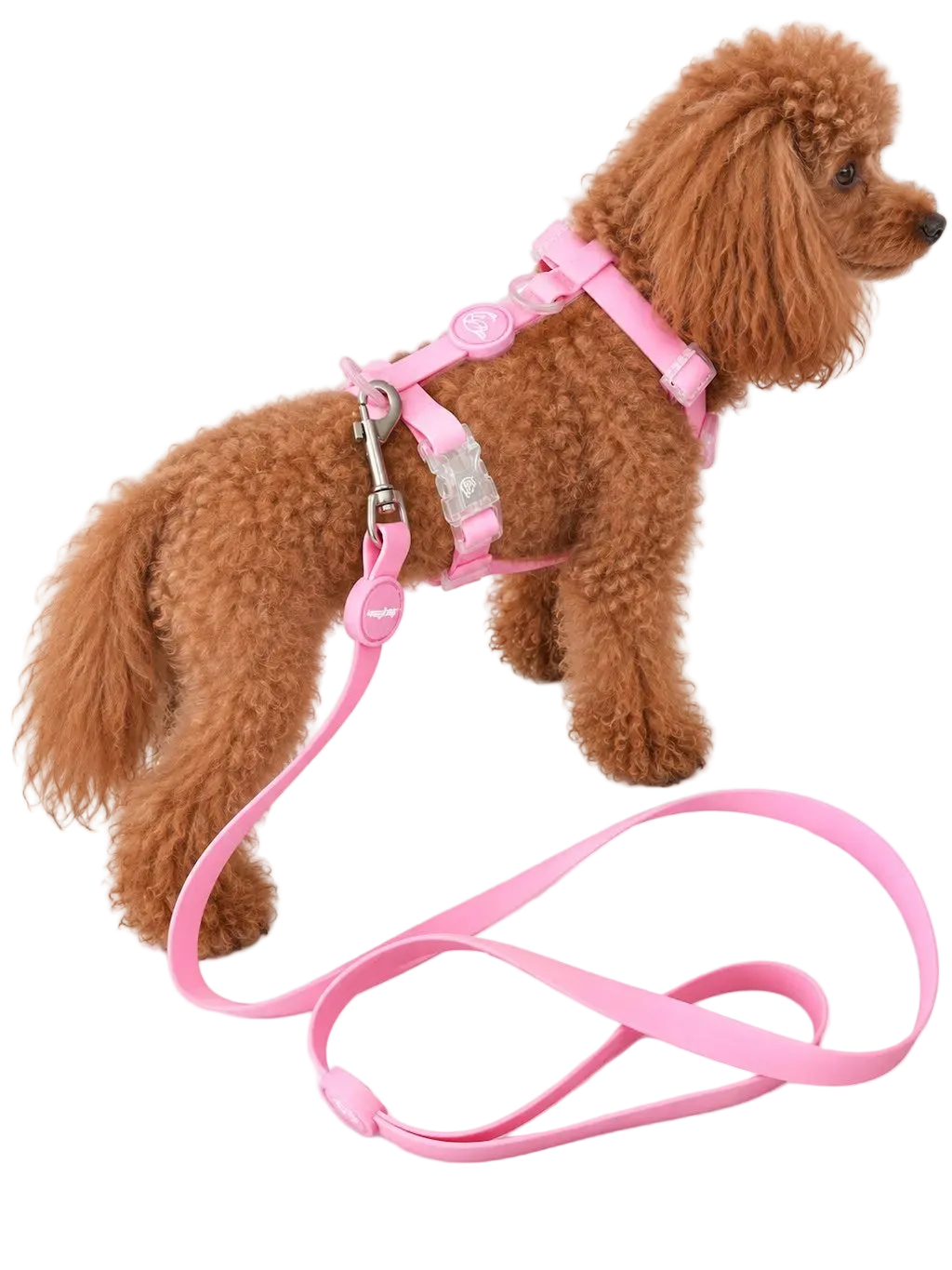 Set Pettorina ad H e Guinzaglio in Biothane® per Cane | DIXY'S DixyStore