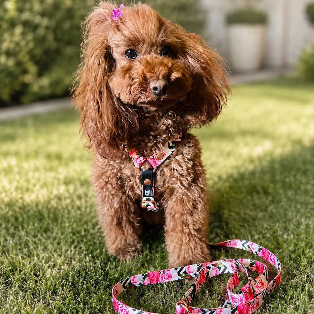 Set Pettorina ad H e Guinzaglio Rose per Cane | DIXY'S DixyStore