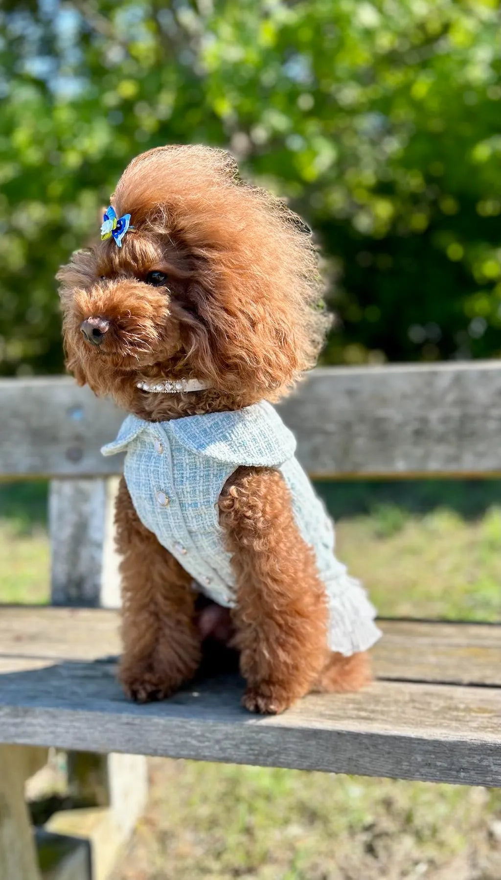 Elegante Vestito Renoir stile Chanel per cani DixyStore