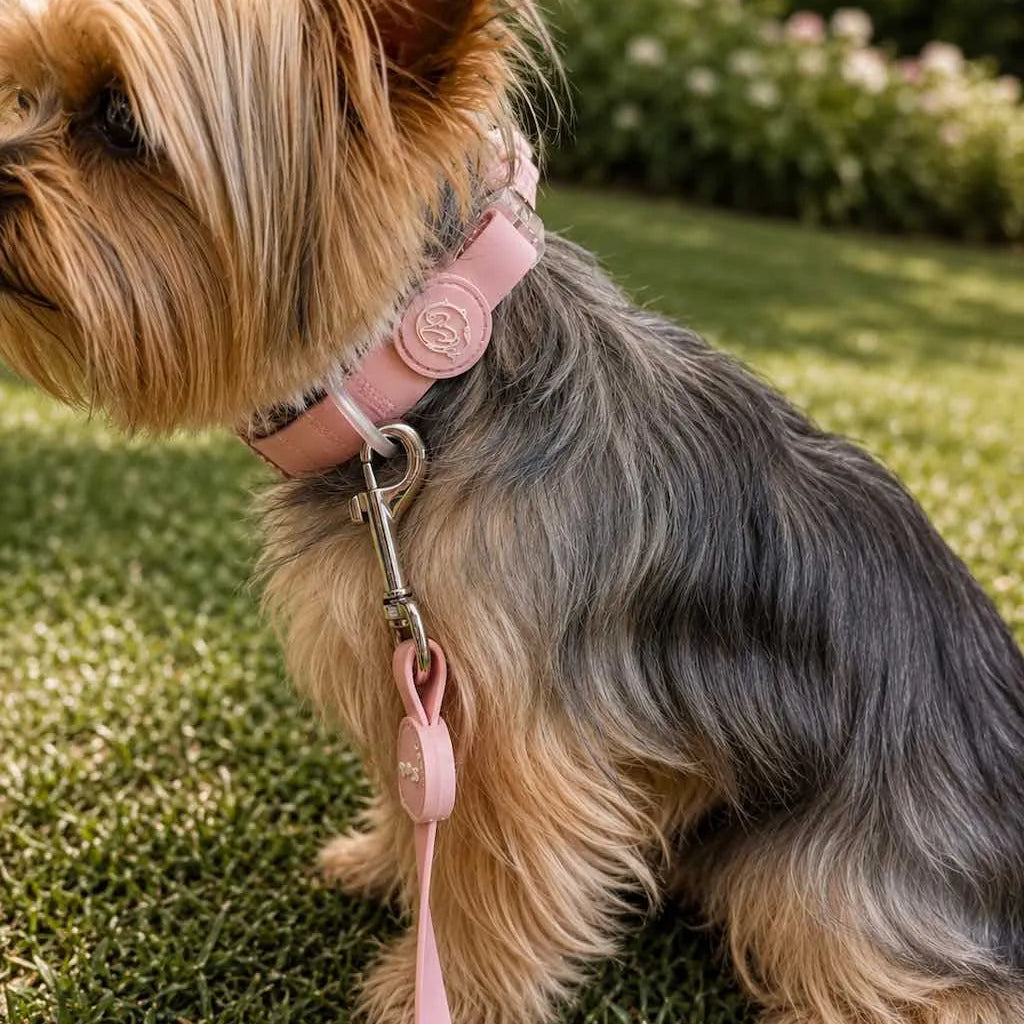 Set Collare e Guinzaglio ROSA in Biothane® per Cane | DIXY'S DixyStore