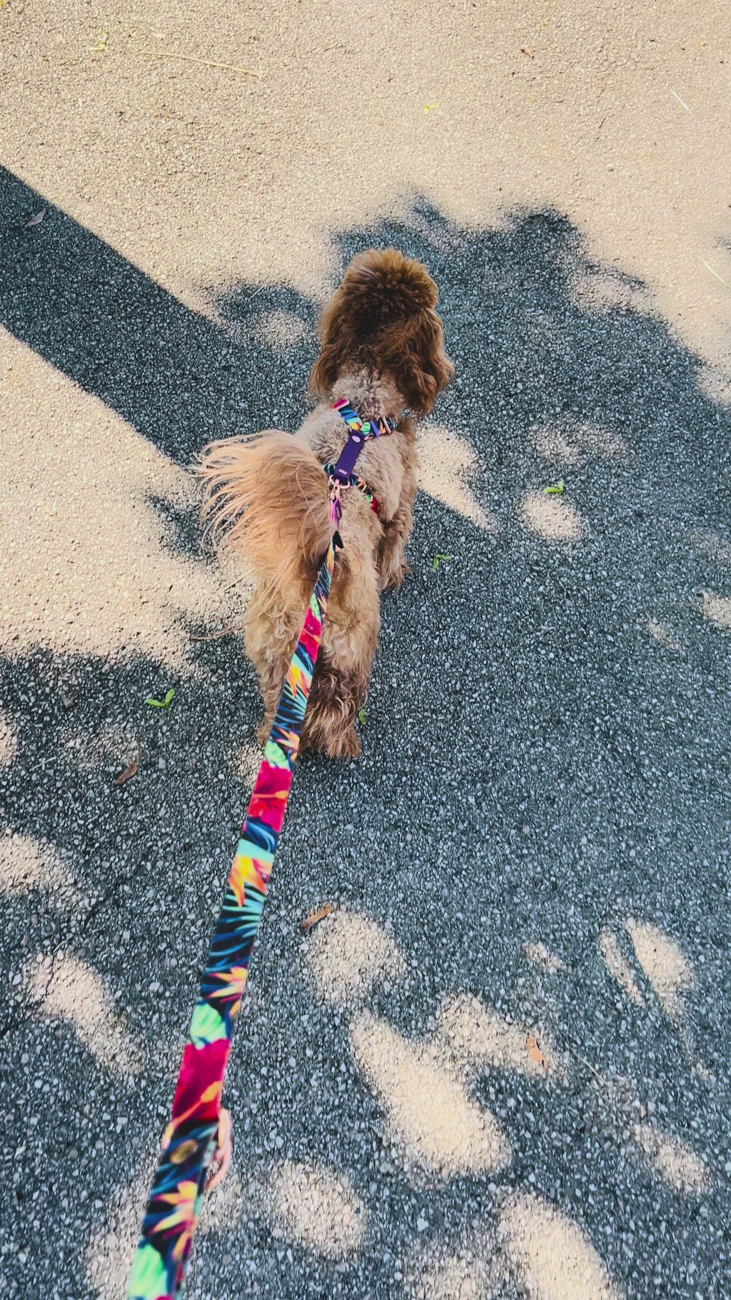 Set Pettorina ad H e Guinzaglio Garden per Cane | DIXY'S