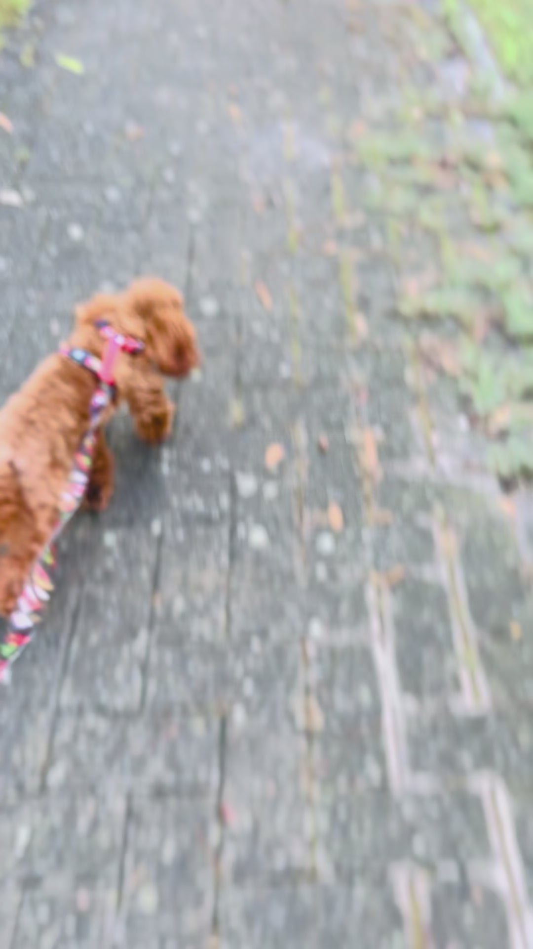 Set Pettorina ad H e Guinzaglio Rascal per Cane | DIXY'S