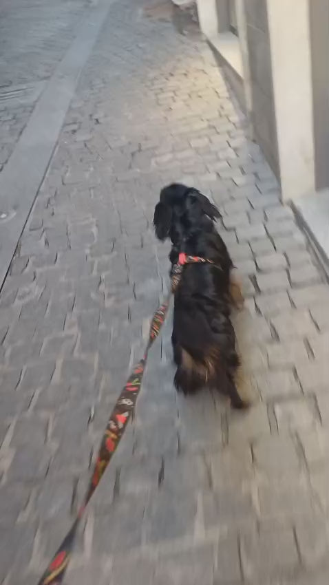 Set Pettorina ad H e Guinzaglio Rascal per Cane | DIXY'S