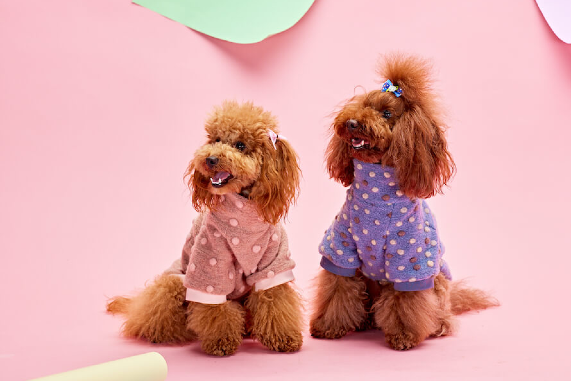 Luxury dog clothes