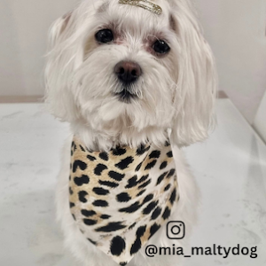 Hand-made double-face bandana with leopard print on one side and camouflage on the other. Luxury pet clothes & accessories. Worldwide shipping.