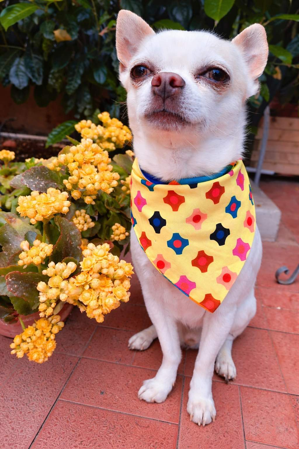 Bandana reversibile per cane in cotone con fantasia harlequin su un lato e stampa candy colorata sull’altro. Reversible cotton dog bandana with harlequin pattern on one side and colourful candy print on the other.