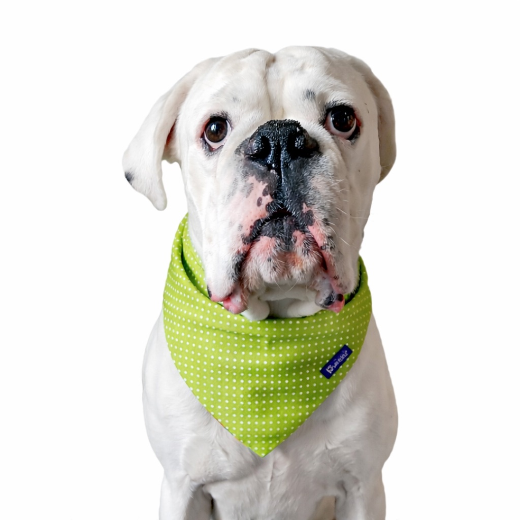Bandana reversibile per cani in cotone con stampa mattoncini colorati su un lato e pois bianchi su fondo verde sull’altro. Reversible cotton dog bandana with colorful building block print on one side and white polka dots on green on the other.