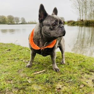 Luxury coat designed specifically to suit the unique body shape of French Bulldogs, Pugs and Boston Terriers. Made In Italy. Worldwide shipping.