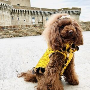 Puffer coat for dogs by Dventotto® - a luxurious quilted jacket, lined with leopard-print faux fur. International shipping. Luxury collection.