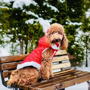 Stella Collection: Puffer Coat for dogs - Art. RUBY