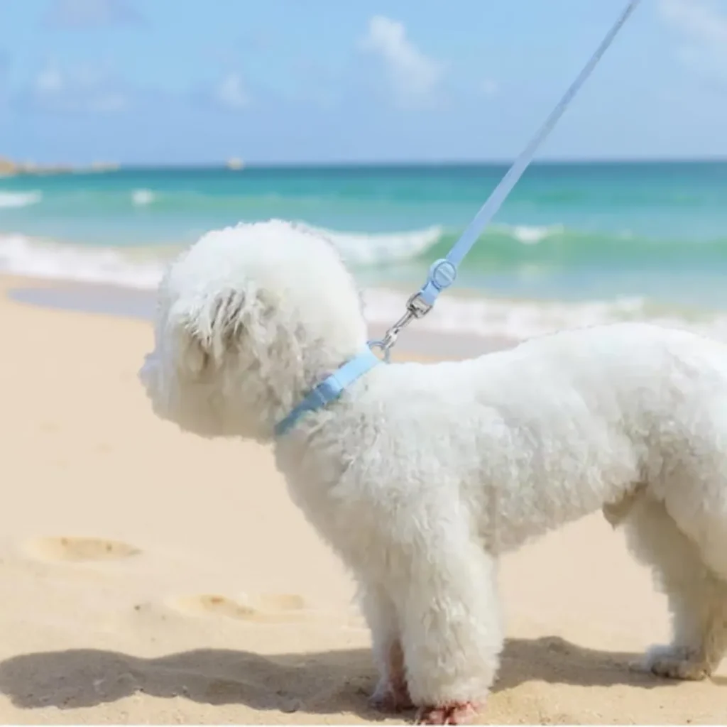 Biothane dog leash collection at DixyStore — luxury, durable, and waterproof.