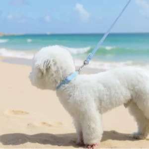 Collar and Leash in Biothane