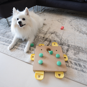 dog playing on floor with puzzle toy