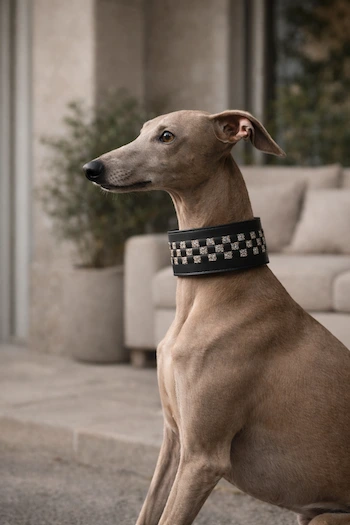 galgo sitting proudly looking ahead wearing a black cold with gold glitter decorations