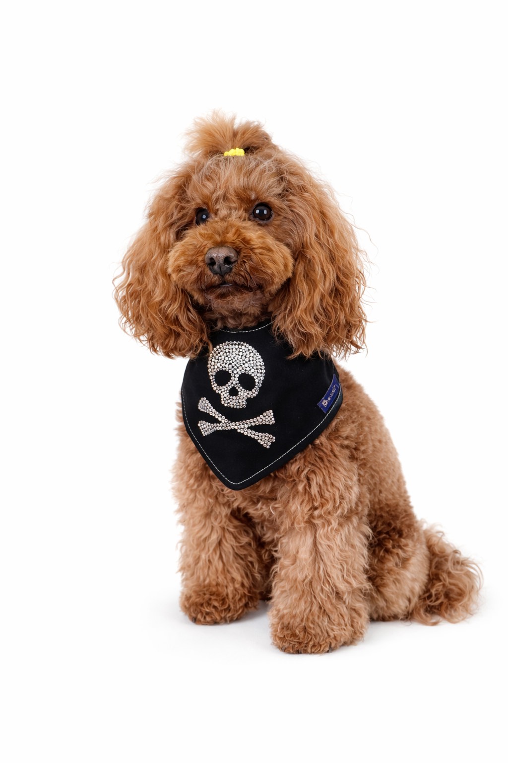 Barboncina con Bandana per cani nera con motivo Jolly Roger in strass e chiusura regolabile con bottoni a pressione. Black dog bandana with rhinestone Jolly Roger motif and adjustable snap button closure.