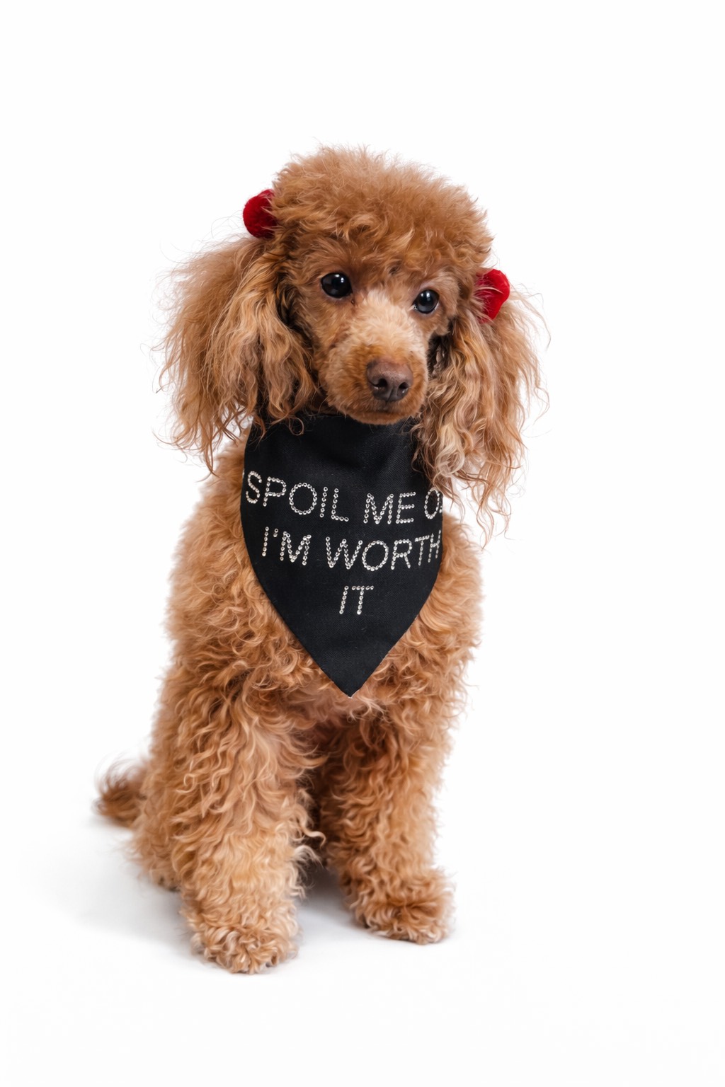 Barboncina con Bandana per cane nera con scritta “Spoil Me Cos I’m Worth It” in strass e chiusura regolabile con bottoni a pressione. Black dog bandana with rhinestone lettering “Spoil Me Cos I’m Worth It” and adjustable snap button closure.
