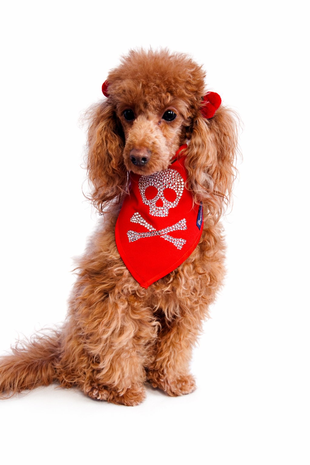 Barboncina con Bandana per cane rossa con motivo Jolly Roger in strass e chiusura regolabile con bottoni a pressione. Red dog bandana with rhinestone Jolly Roger motif and adjustable snap button closure.