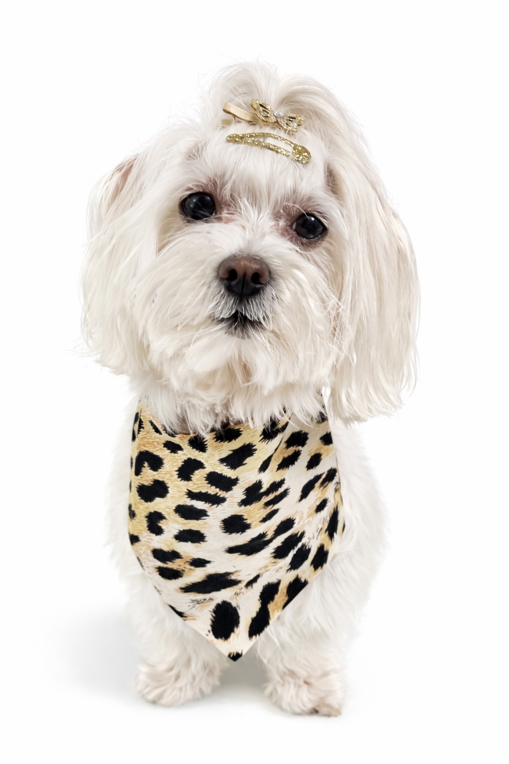 Bandana per cane reversibile con stampa animalier e mimetica. Reversible dog bandana with leopard and camouflage print.