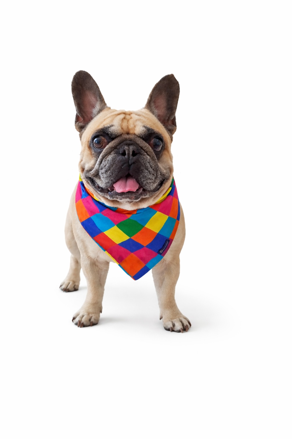 French Bulldog con Bandana reversibile per cane in cotone con fantasia harlequin su un lato e stampa candy colorata sull’altro. Reversible cotton dog bandana with harlequin pattern on one side and colourful candy print on the other.