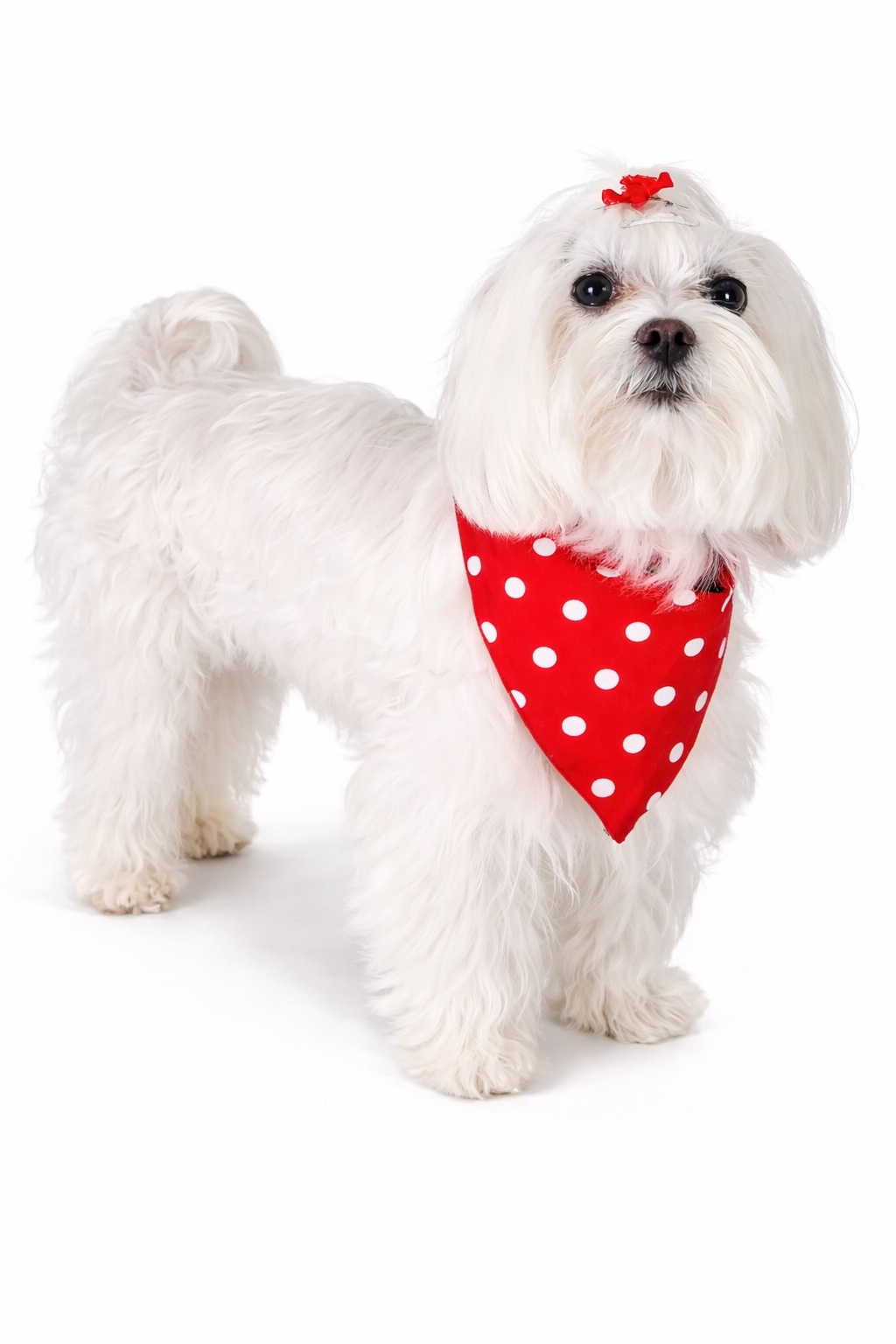 Maltese con Bandana reversibile per cane in cotone con stampa floreale su un lato e pois rossi sull’altro. Reversible cotton dog bandana with floral print on one side and red polka dots on the other.