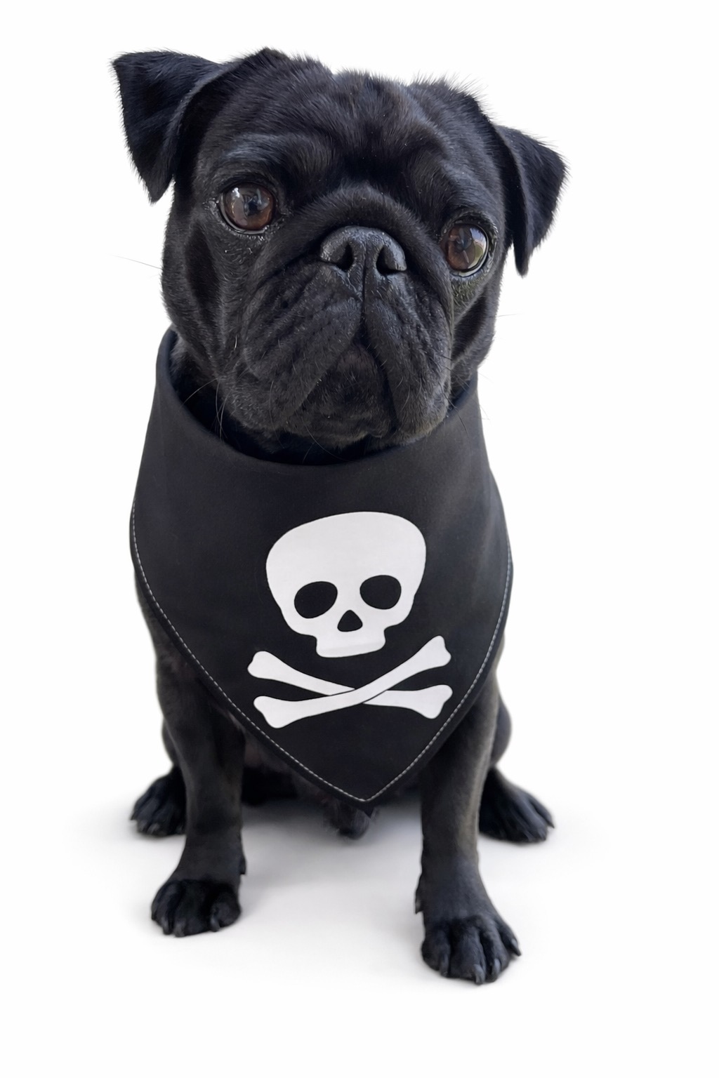 Bandana per cani nera con motivo Jolly Roger bianco e chiusura con bottoni a pressione. Black dog bandana with white Jolly Roger motif and snap button closure.
