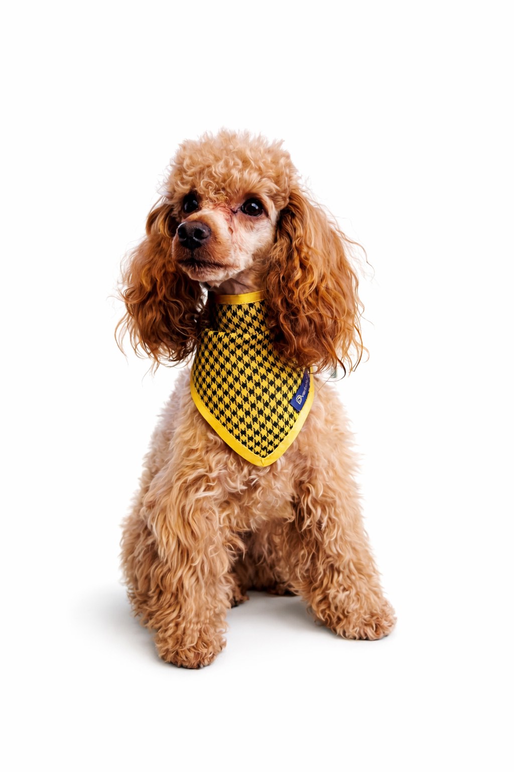 barboncino con Bandana per cani pied-de-poule nero e oro con chiusura regolabile a bottoni a pressione. Black and gold houndstooth dog bandana with adjustable snap button closure.