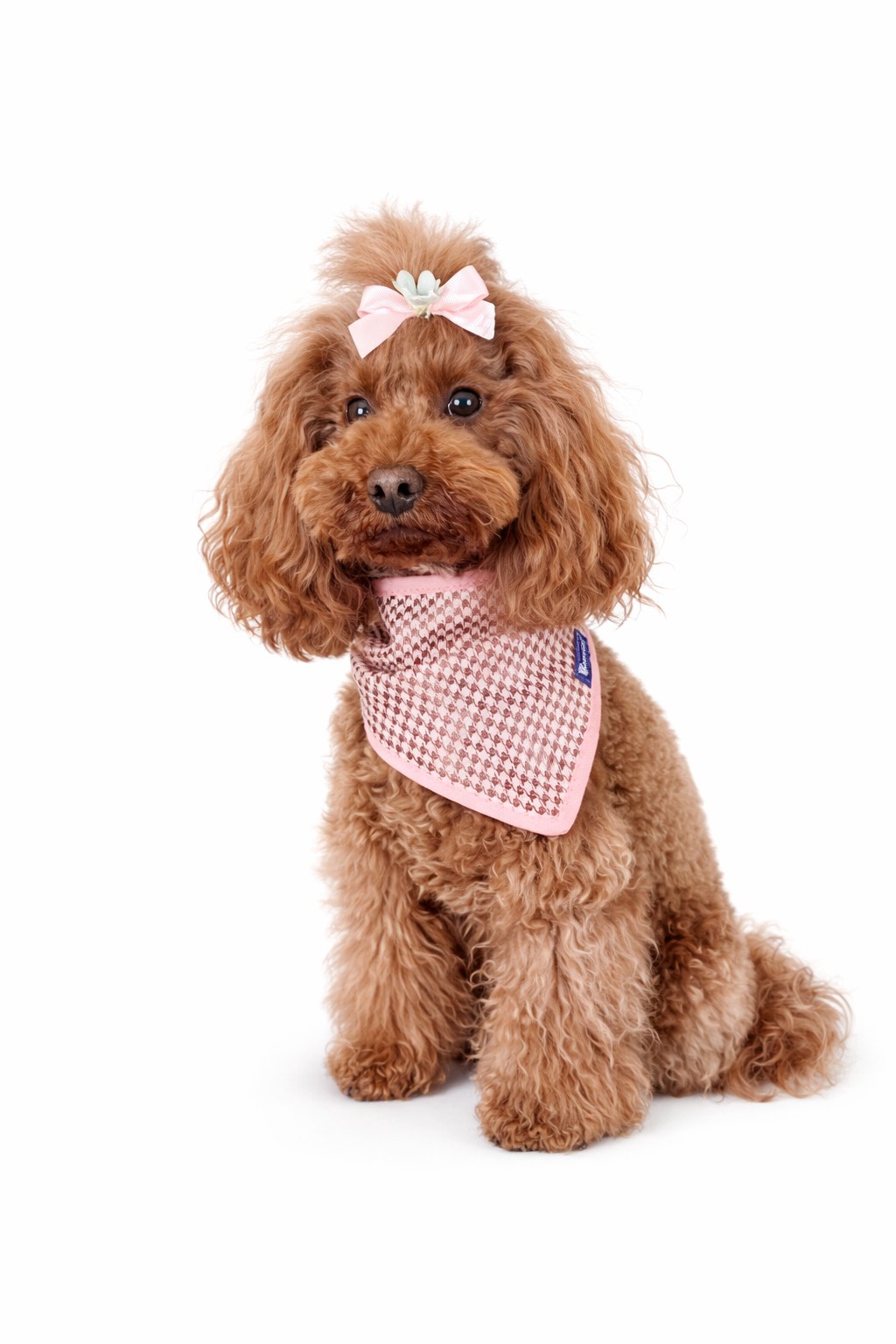 barboncino con Bandana per cani pied-de-poule rosa con chiusura regolabile a bottoni a pressione. Poodle with pink houndstooth dog bandana with adjustable snap button closure.