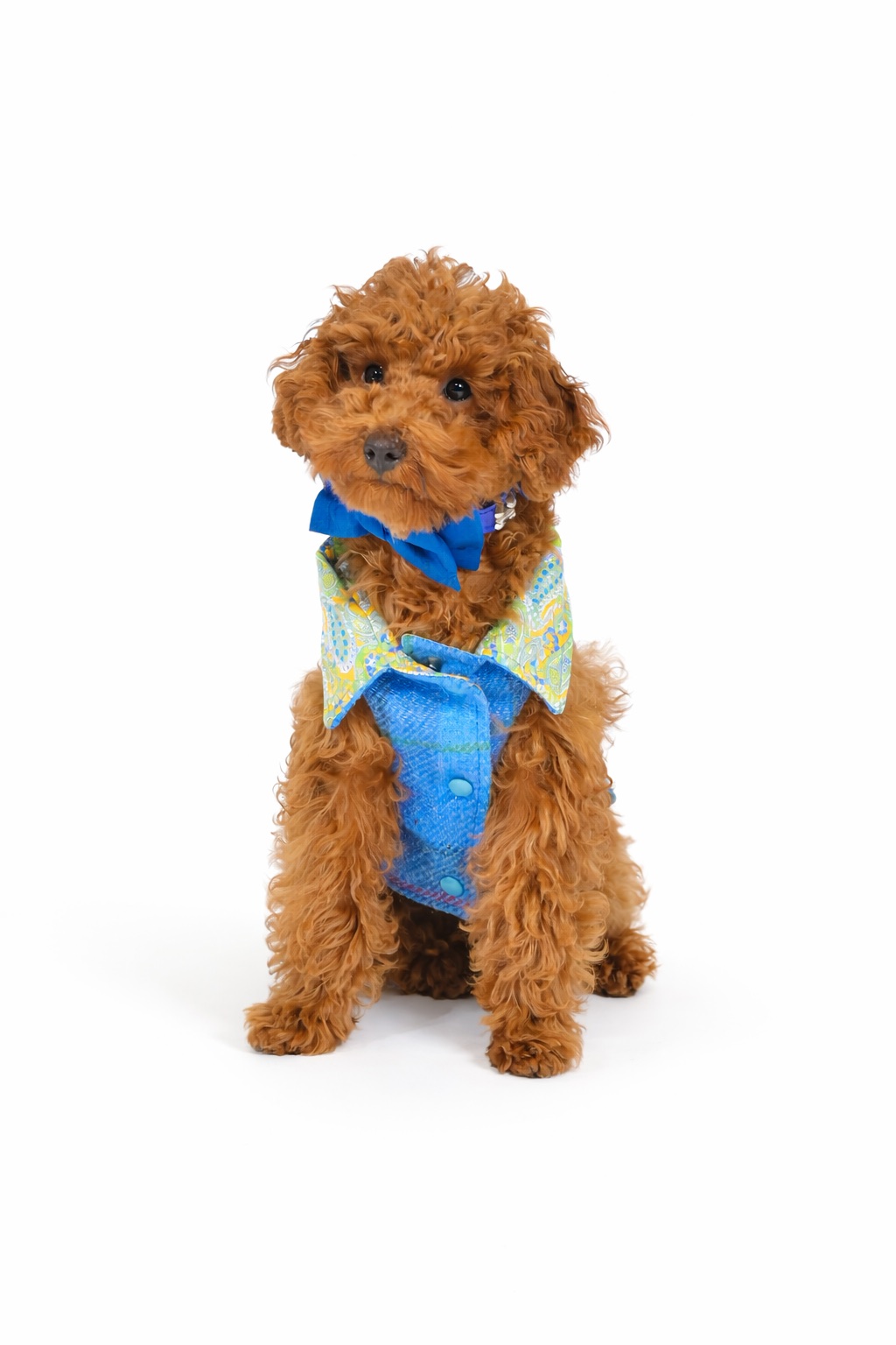 Cappotto per cane Hebrides in Harris Tweed con fodera interna in cotone paisley. Hebrides Harris Tweed dog coat with paisley cotton lining.