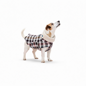 Jack Russell che indossa cappotto per cane in lana pied-de-poule con collo alto Jack Russell wearing a wool houndstooth dog coat with high collar