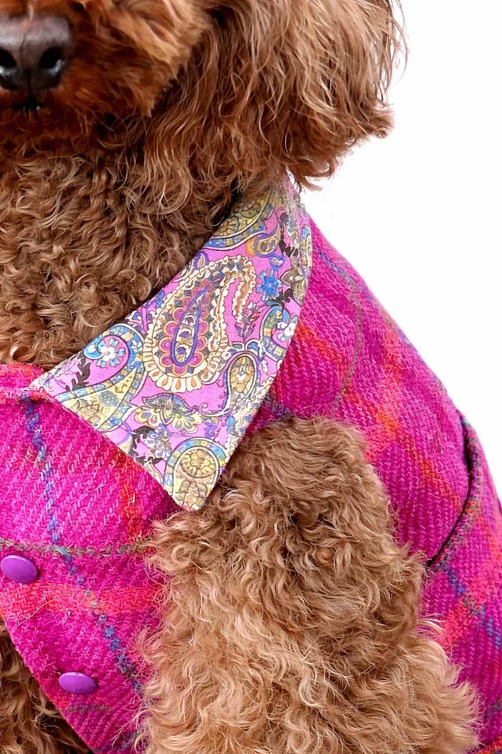 Barboncino con Cappotto per cane Hebrides in Harris Tweed tartan con fodera in cotone. Hebrides Harris Tweed tartan dog coat with cotton lining.