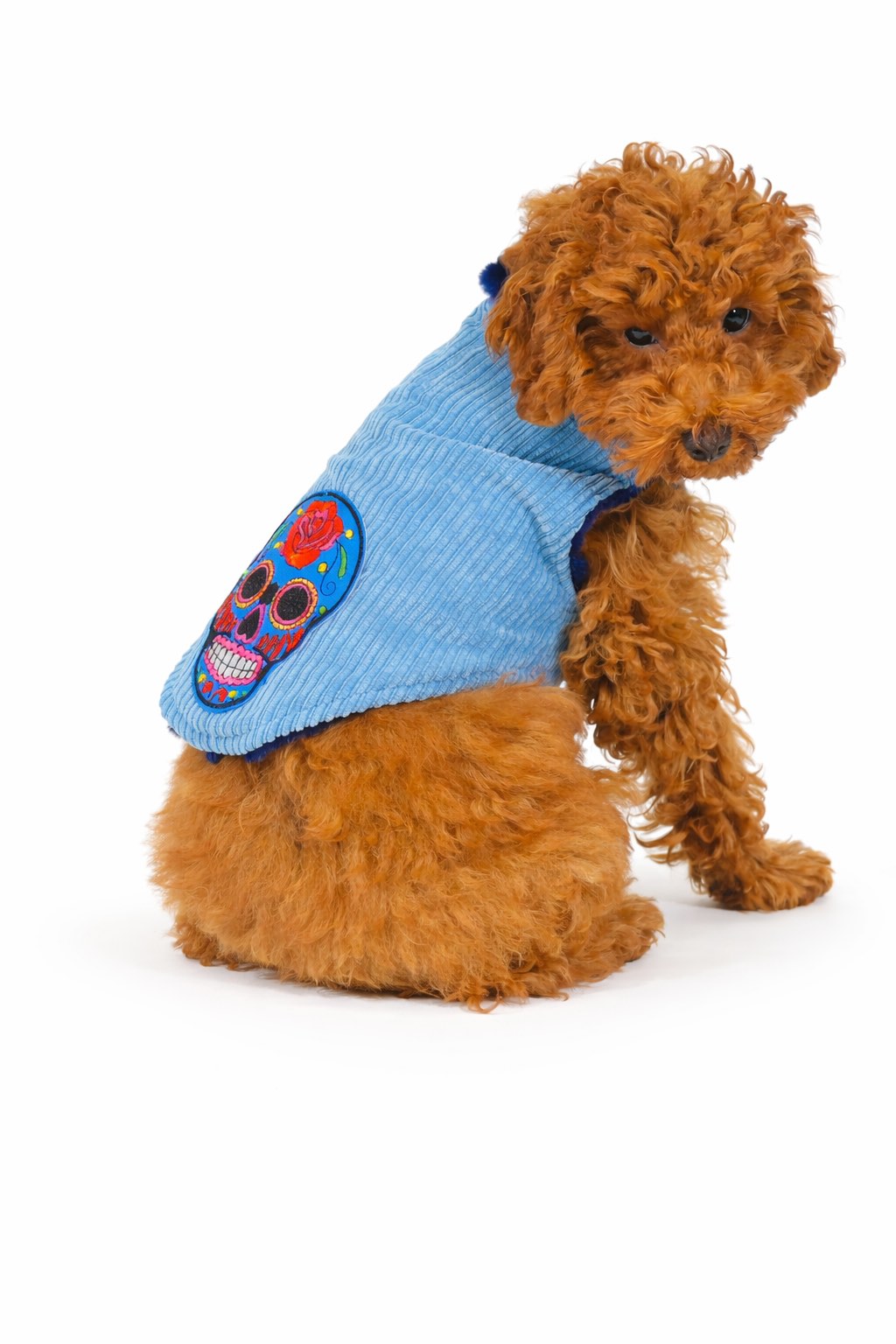 Barboncino con giacca per cane in velluto a coste blu “Nile Blue” con fodera in faux-fur durante passeggiata invernale Nile Blue corduroy dog jacket with faux-fur lining during a winter walk