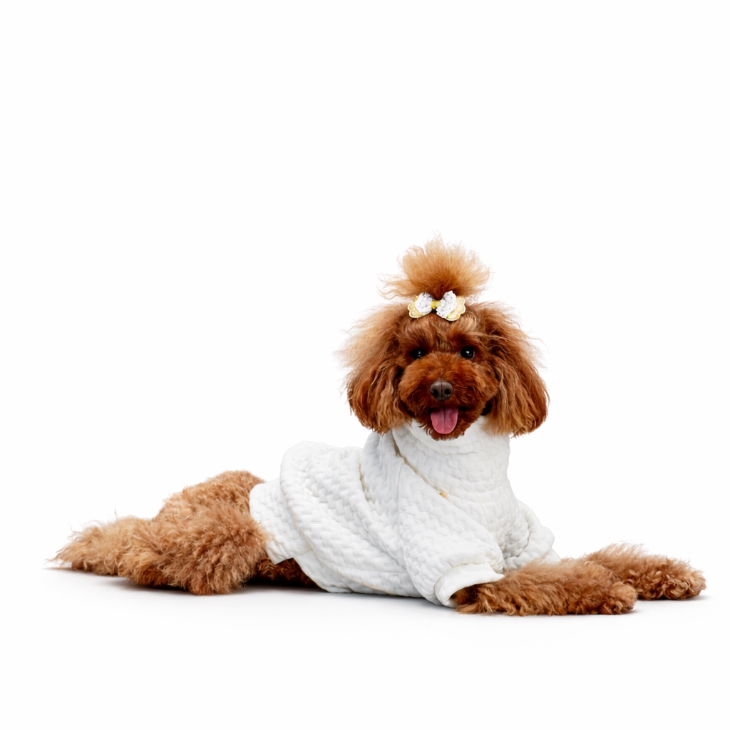 Barboncino con Top per cane in tessuto matelassé bianco con collo alto morbido e ciondolo a stella dorato. White matelassé dog top with soft turtleneck collar and small golden star charm.