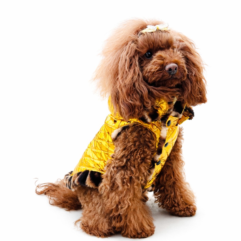 Cappotto piumino per cane “Gold” trapuntato color oro con fodera in faux fur leopardata Gold quilted puffer dog coat “Gold” with leopard-print faux fur lining