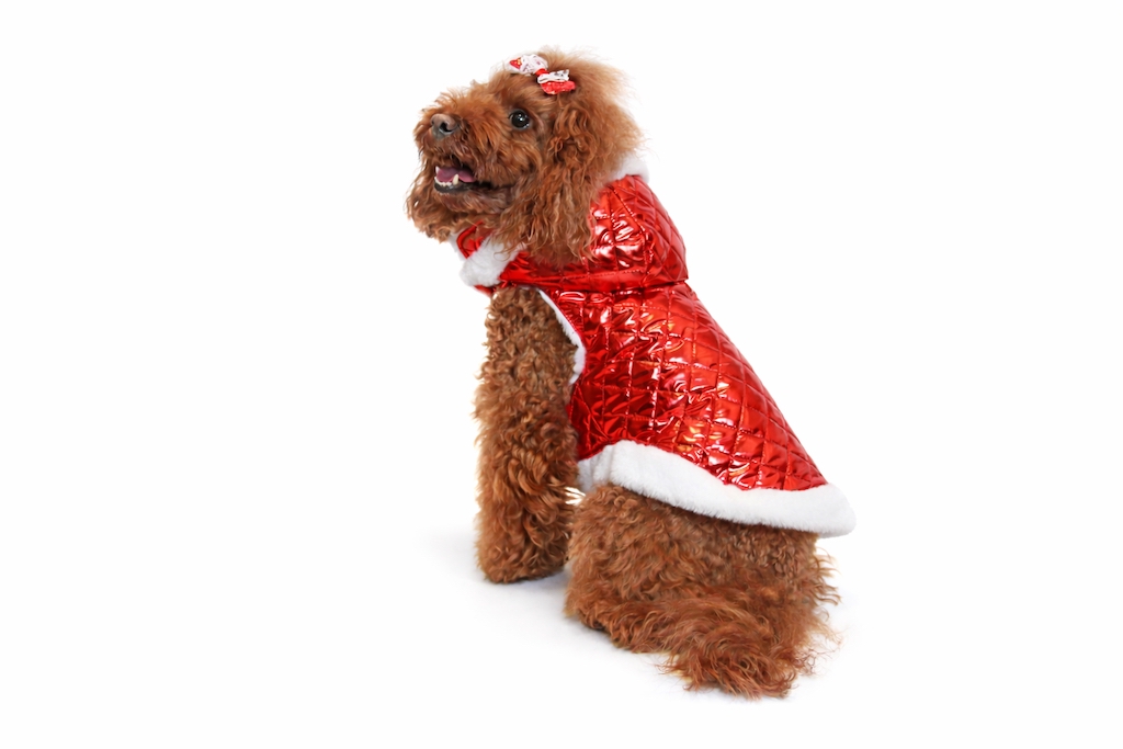 Barboncino con Cappotto piumino per cane “Ruby” trapuntato rosso con fodera in faux-fur bianca Ruby quilted puffer dog coat “Ruby” with white faux-fur lining